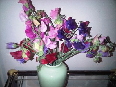 sweet peas